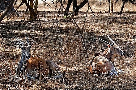 85.  Dakar, Senegal-topaz-enhance