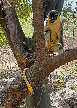 9.  Dakar, Senegal-topaz-enhance