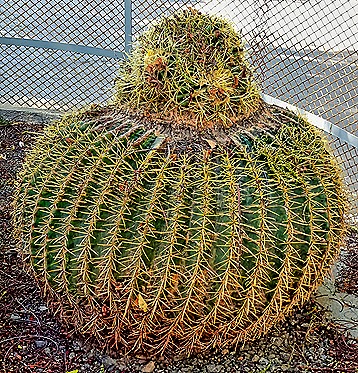 9.  Praia, Cabo Verde-topaz-denoise-enhance-sharpen