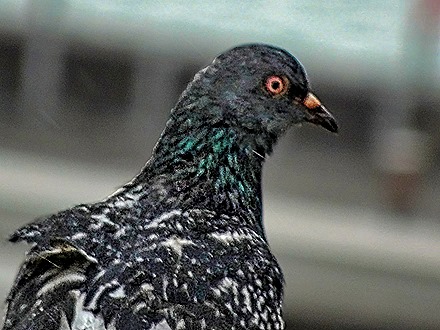 22.  San Juan, Puerto Rico-topaz-enhance