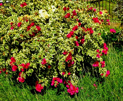 DSC03297-topaz-enhance-2x