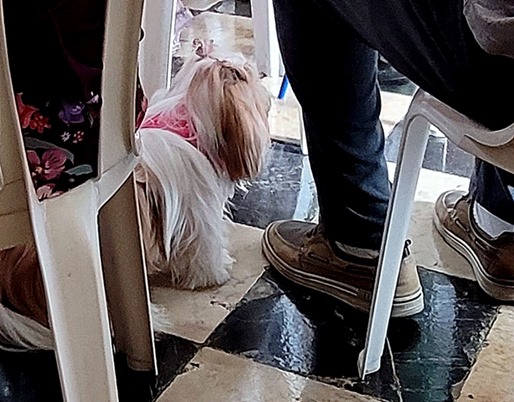 Mary Dog in cathedral