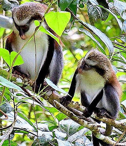 2 Grenada monkeys