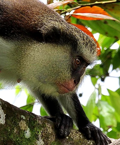 Grenada monkey