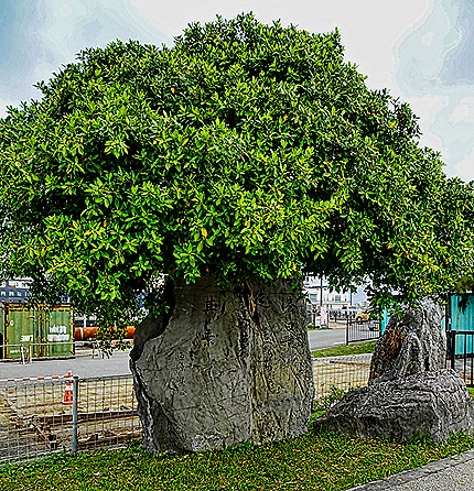 DSC05315-topaz-enhance-2x (1)