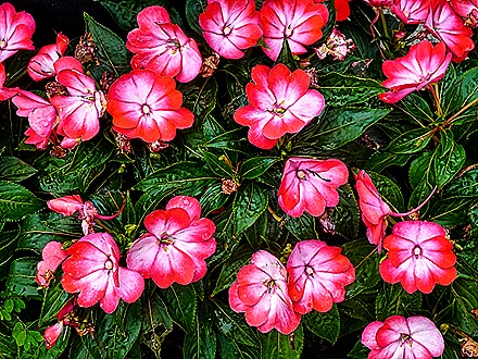 DSC05324-topaz-enhance-2x (1)