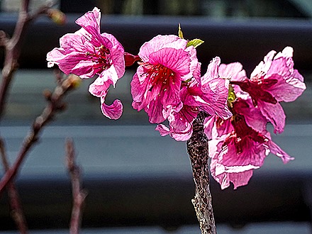 DSC05358-topaz-enhance-2x