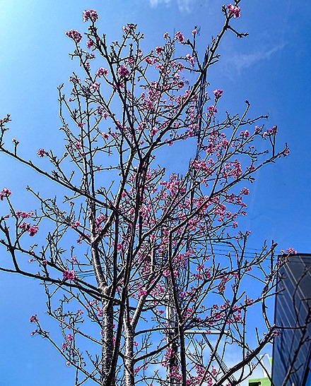 DSC05359-topaz-enhance-2x