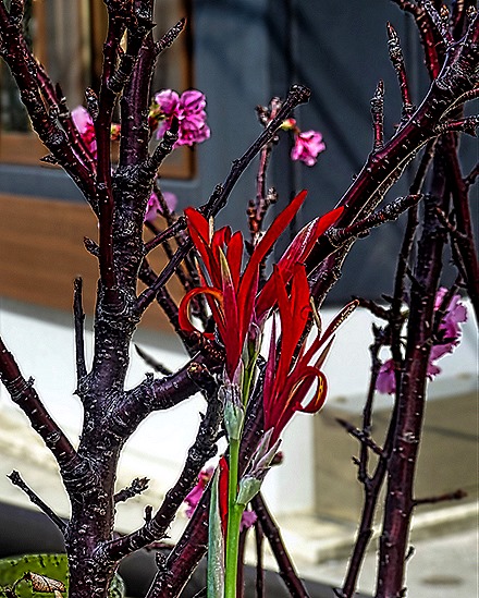 DSC05361-topaz-enhance-2x