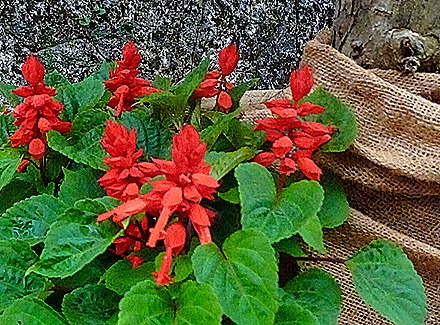 DSC05417-topaz-enhance-2x