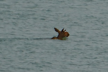 DSC09822_upscale_upscale