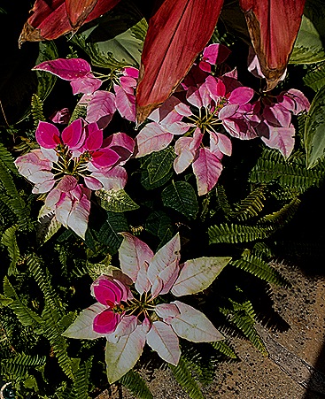 DSC00904