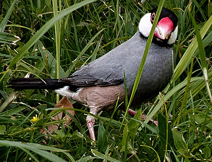 DSC00936