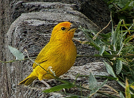 DSC00937