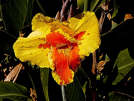 11-DSC07632